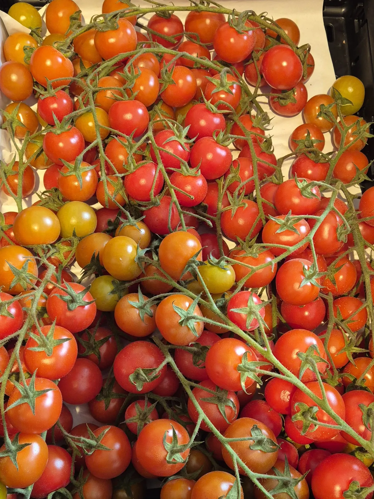 Cherrytomaten